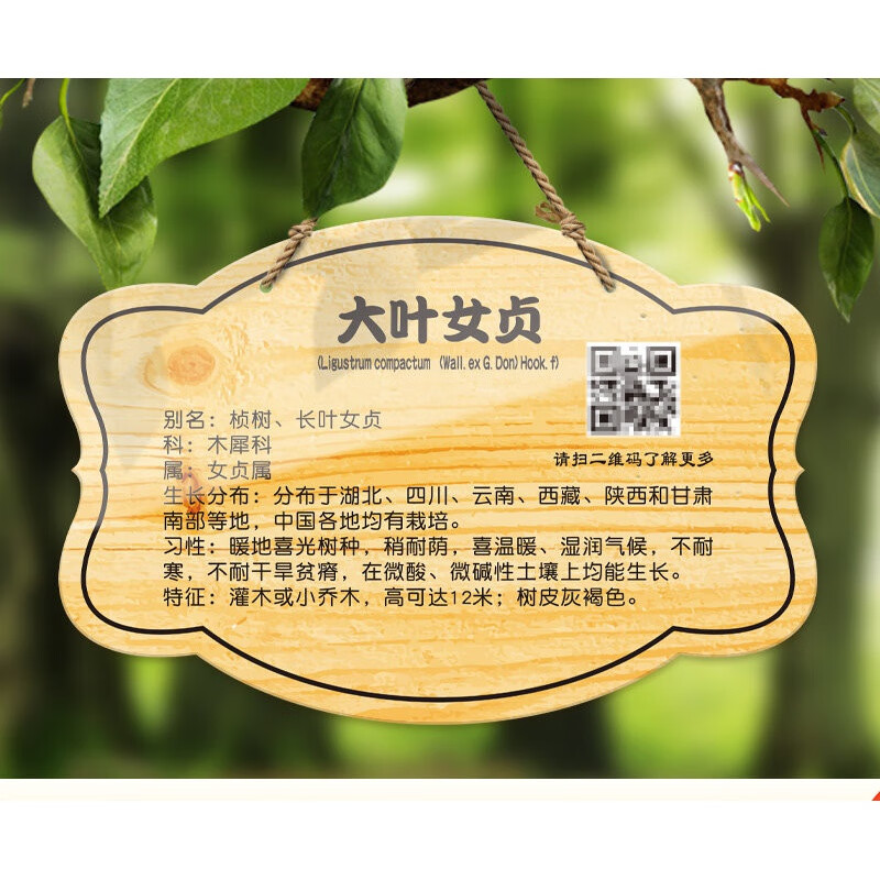 挂牌树木认养介绍标识提示牌设计定制学校公园园林果树绿化信息仿木