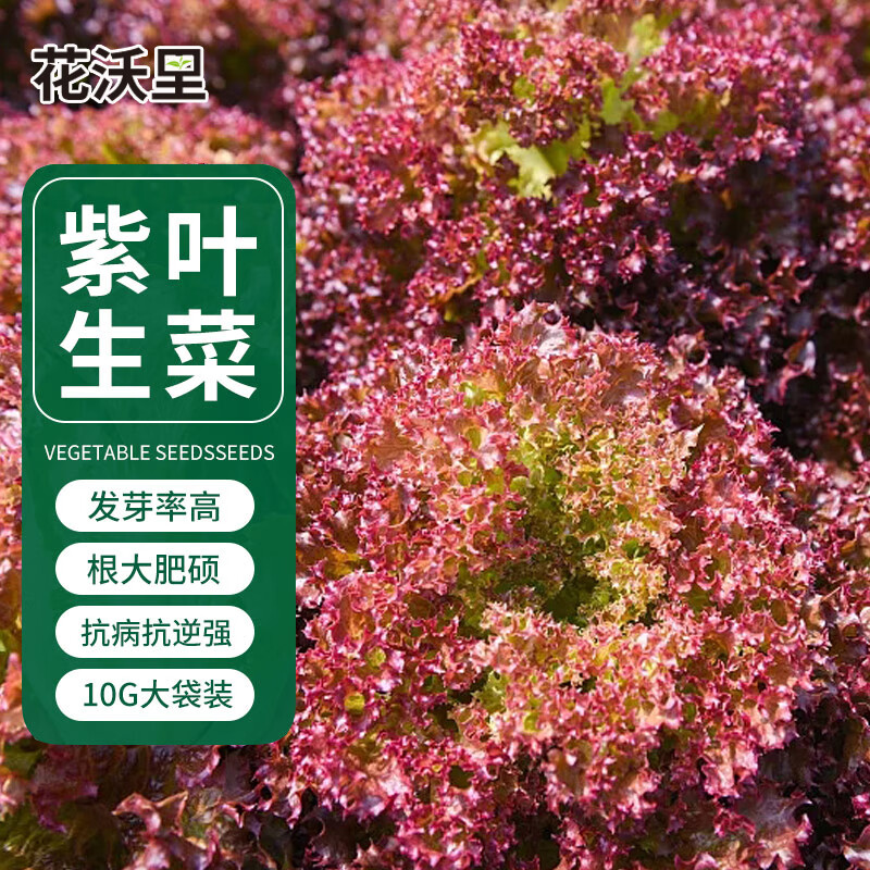 花沃里紫叶生菜种子10g/包 蔬菜种子四季绿叶菜籽阳台种植盆栽庭院田间