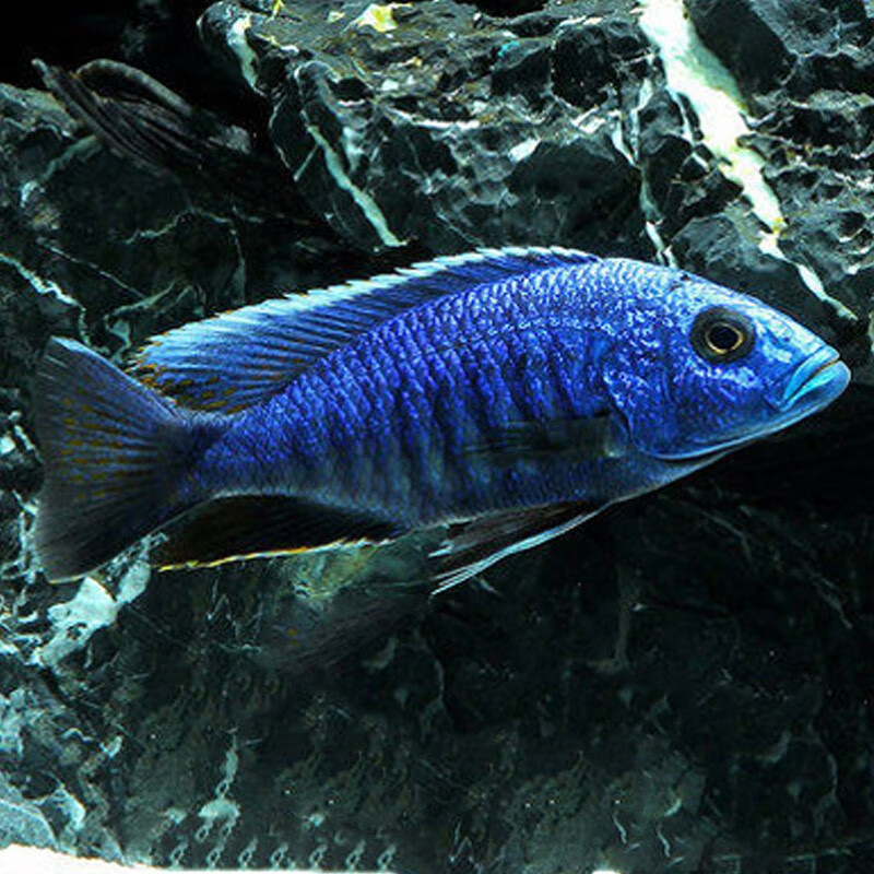 水财神(water richer)小型马鲷鱼集合三湖慈鲷鱼坦鲷非洲王子蓝阿里六