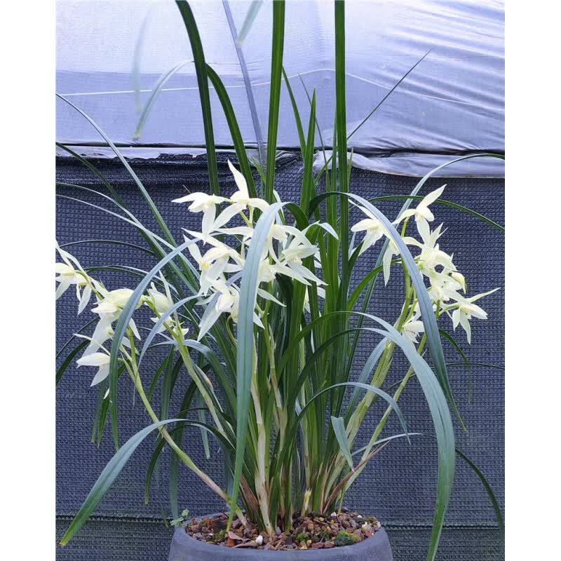 clcey当年开花云南名品兰花莲瓣兰大雪素浓香阳台客厅室内好养易活
