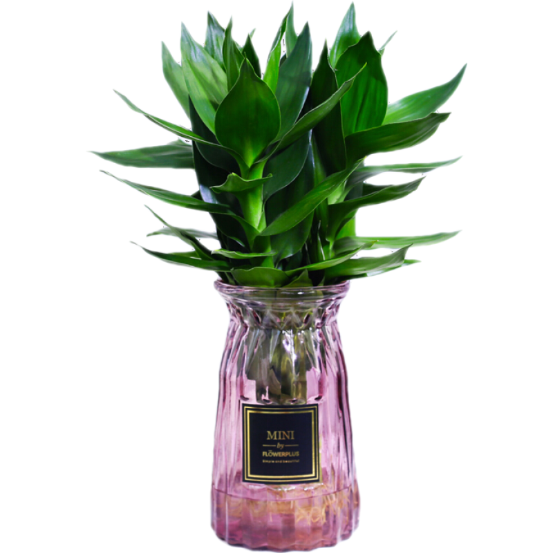 繽賢觀音竹富貴竹水培植物帶根綠植辦公室內(nèi)盆栽轉(zhuǎn)運竹帶好養(yǎng)水養(yǎng)玻璃 觀音竹3棵(折紙玻璃紫)+液 帶盆栽好