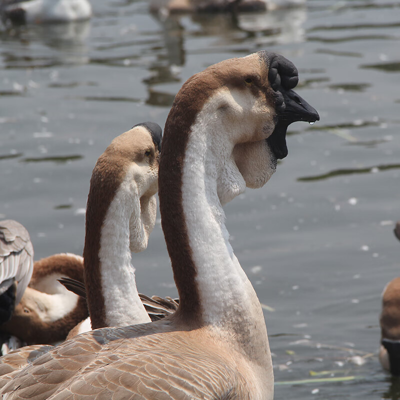 朵芮蜜鹅活苗正宗特大种狮头鹅活苗潮汕纯种大型狮子头鹅灰狮头鹅苗