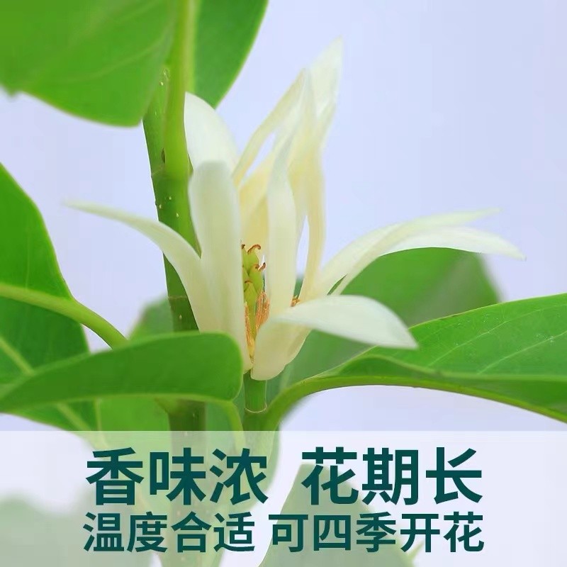 四季白兰花盆栽树苗矮化室内花卉浓香型带花苞黄角兰庭院大型绿植 3年