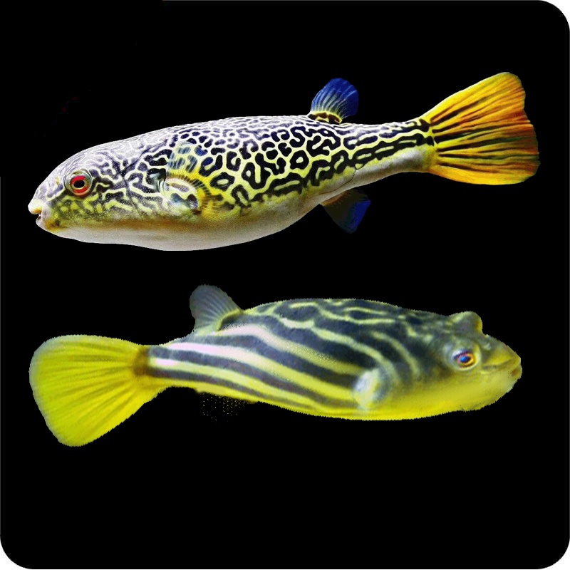 热带观赏鱼斑马狗头鱼活体淡水毛毛狗头瓜皇冠狗头 斑马狗头3-4cm中通