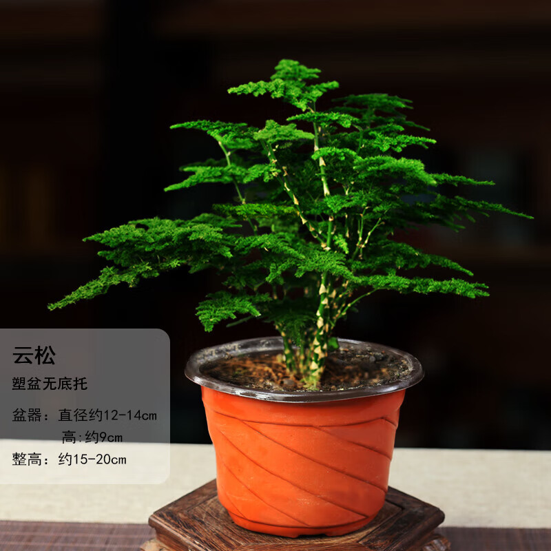 120#原盆唐山云松(5年生盆景