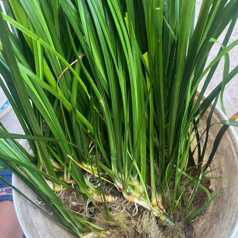 养龟石菖蒲净化水质大叶石菖蒲养龟净水室内养龟龟池造景植物水草 1斤