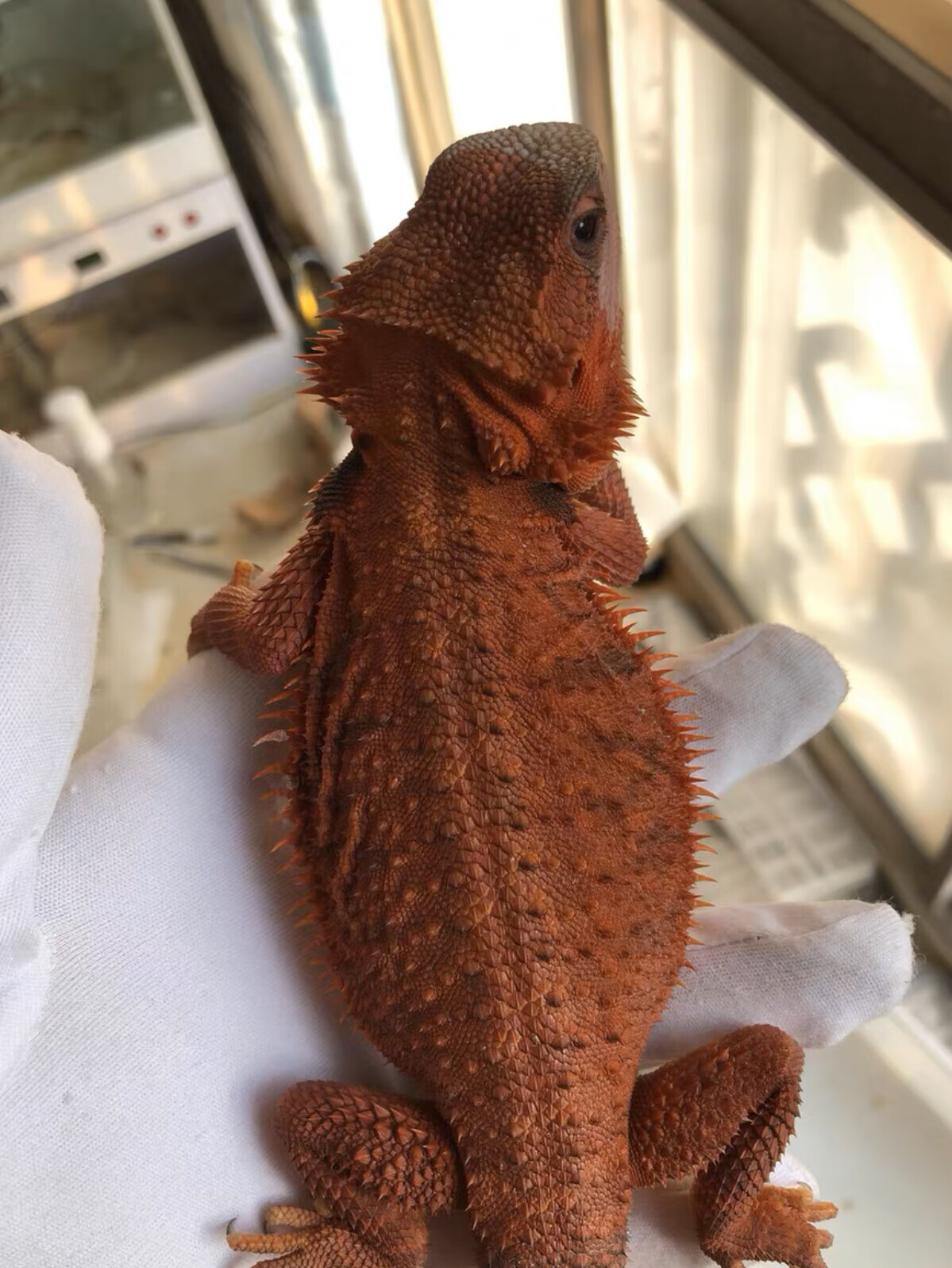 新手入门爬宠鬃狮蜥蜴血红深红黑红系幼体大小公母都有包 b级高端红系