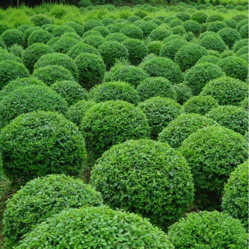 谷芹(guqin)小叶女贞造型树别墅庭院植物绿化四季花卉户外盆景老桩