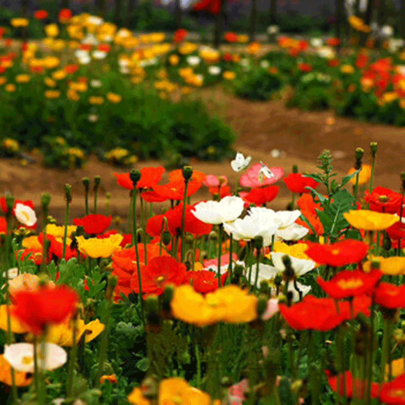 一播大地 多年生虞美人混色花籽花海种子景观绿化花种子丽春花草种子