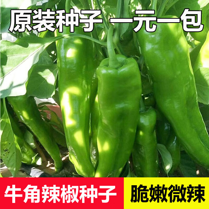 舞姿 特大甜椒种子大甜椒青椒灯笼椒菜椒辣椒种子阳台春 5粒试种(简装