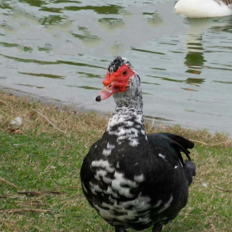 草原红头雁1只 现宰整只净重7至8斤 内蒙古草原牧场散养红头雁 红头雁
