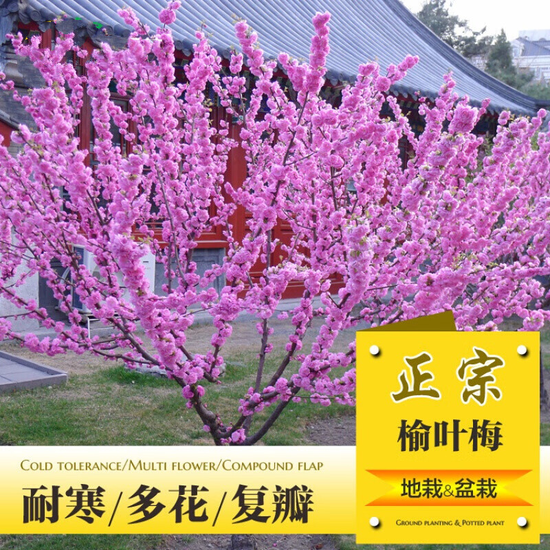 欧悟 榆叶梅树苗 观赏树苗南方北方种植室外室内盆栽地栽耐寒风景花卉