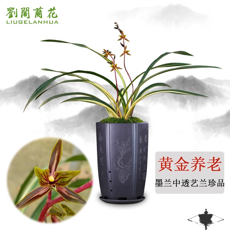 劉閣蘭花兰花苗 墨兰金边线艺 黄金养老 冬带花苞出售室内外花卉好养
