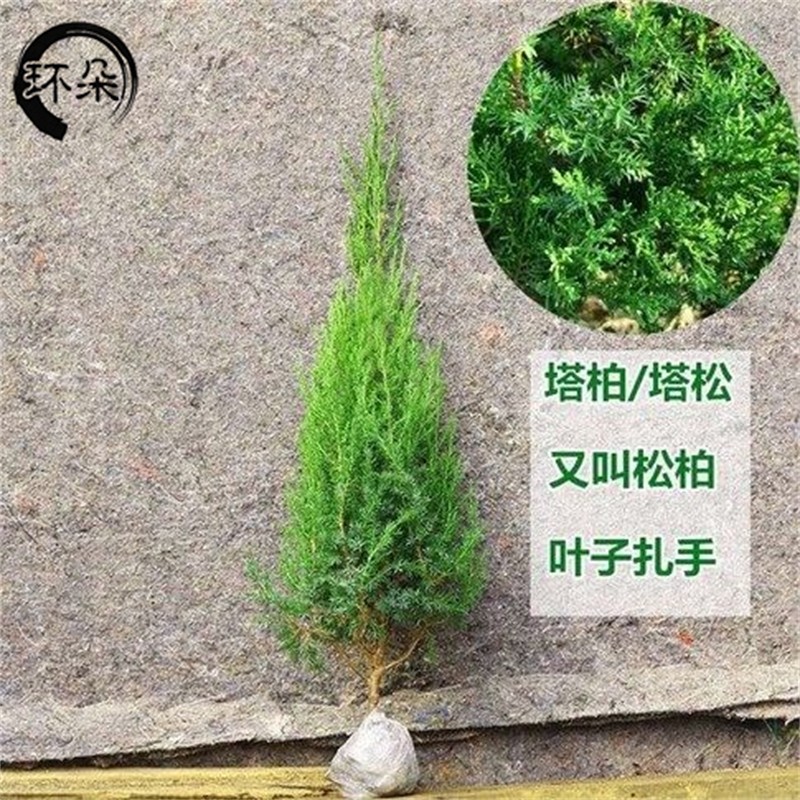 蜀桧柏 川柏 塔柏 桧柏柏树苗宝塔松树苗侧柏 清明