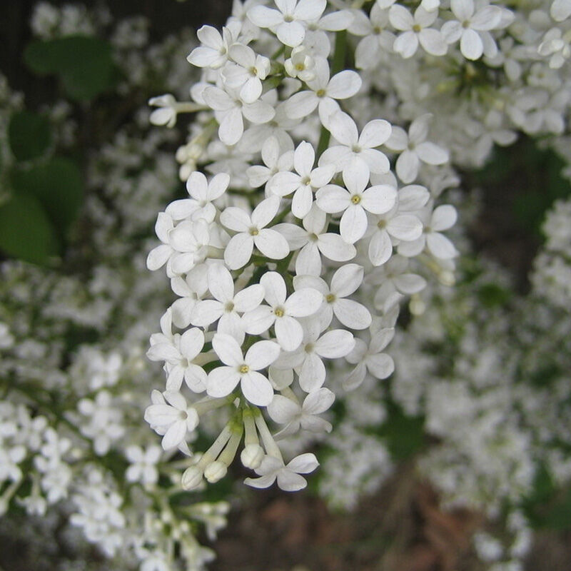 丁香花苗 院 盆栽可开花植物丁香花树苗浓香花卉香飘十里 丁香苗 红色