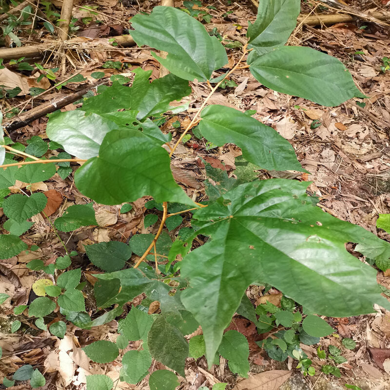 姒桀药材红半枫荷翻白叶树大叶半枫白背枫阴阳叶铁巴掌半梧桐 树苗1棵
