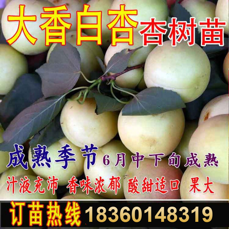 大香白杏子树苗真核大香白杏树苗嫁接早熟特大杏子苗当年结果 香白杏