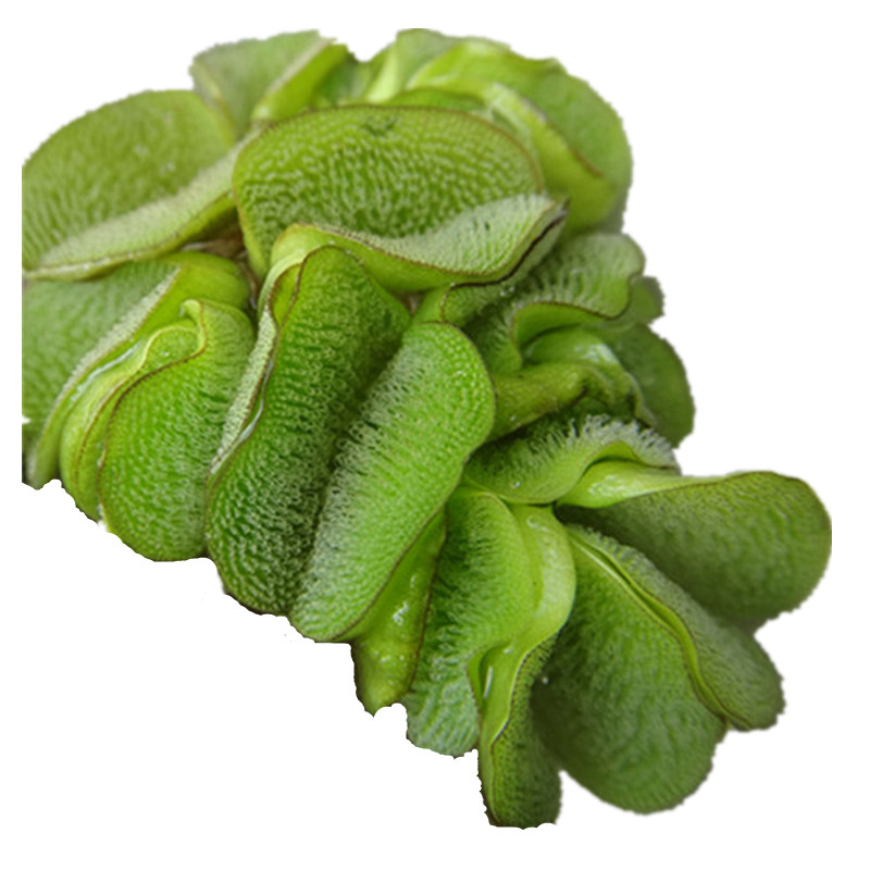 槐叶萍迷你细叶兔耳萍水草浮萍水生水培植物观造景鱼缸s 迷你槐叶萍