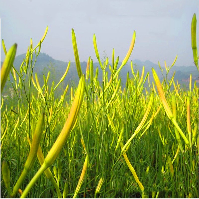 黄花菜种苗食用黄花菜种植苗黄花菜根苗 金针菜苗根 庭院四季种植