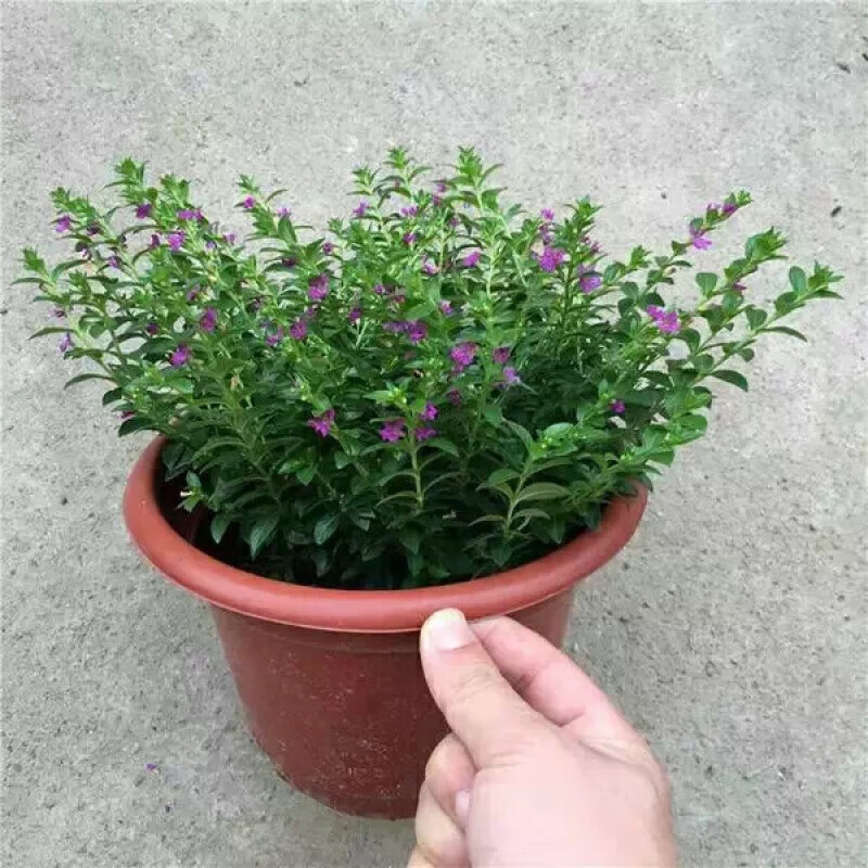 醉春木四季开花植物阳台花卉绿色花草 满天星观花盆栽绿植盆景庭院