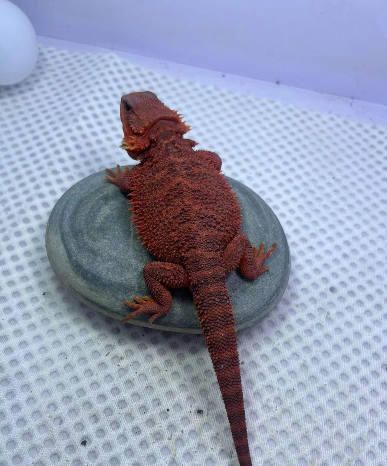 鬃狮蜥蜴黄柑橘黑红系超白隐白幼体大小公母鬃狮蜥蜴蜥蜴宠物 34公分