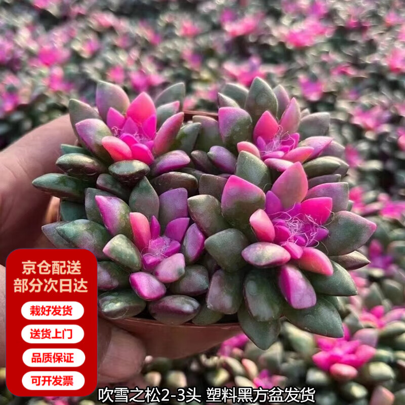 �����ܶ���ֲ�����С��׮��ͷ��Ʒ����챦ʯ�ҵ���ľ���Ի��ܴ����Ժ� ��ѩ֮��(2-3ͷ) �������Ժ÷��� 7.48Ԫ