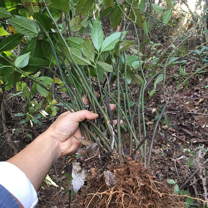 同仁堂原料草珊瑚野生药用九节茶苗肿节风节骨茶满山香观音茶苗批实发