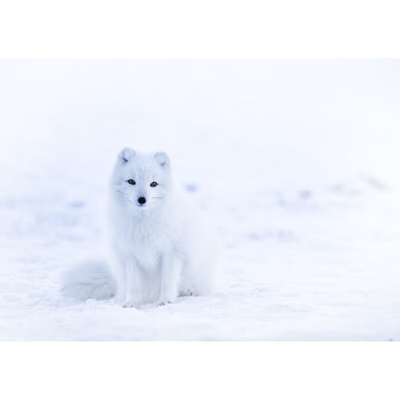 狼天影  狐狸白狐海报北极狐墙贴画宿舍卧室房间墙上床头贴纸可来图