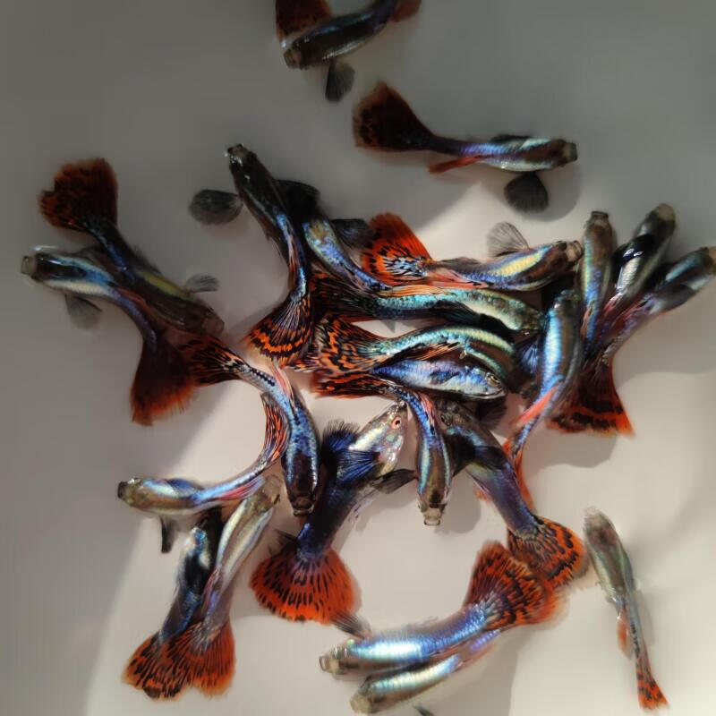 泽驭名宠热带鱼大耳孔雀鱼马赛克公母观赏鱼母鱼临产大尾巴小型鱼