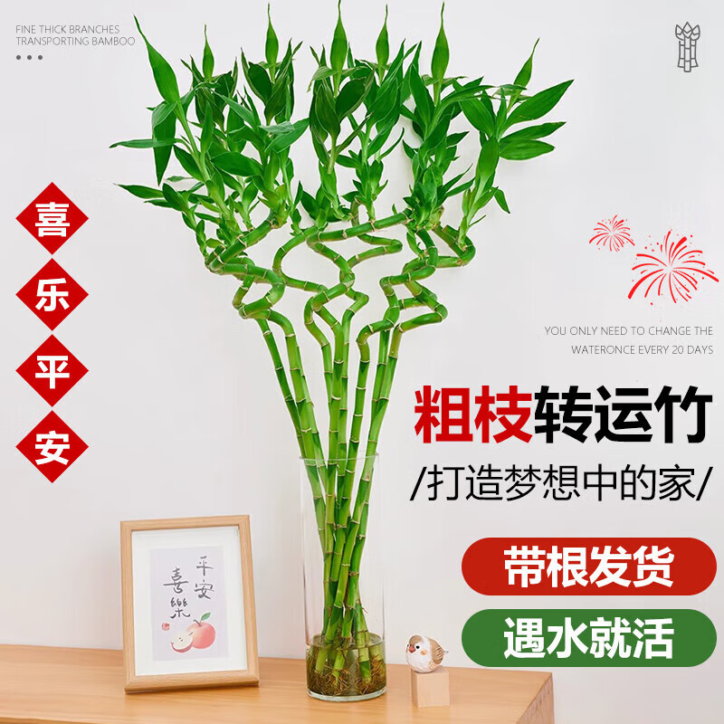 ���ڲ��������Ŵ���ת����ˮ��������ڽڸ߷���������ˮ��ֲ�������ֲ���� 65cmת��������6��+3����