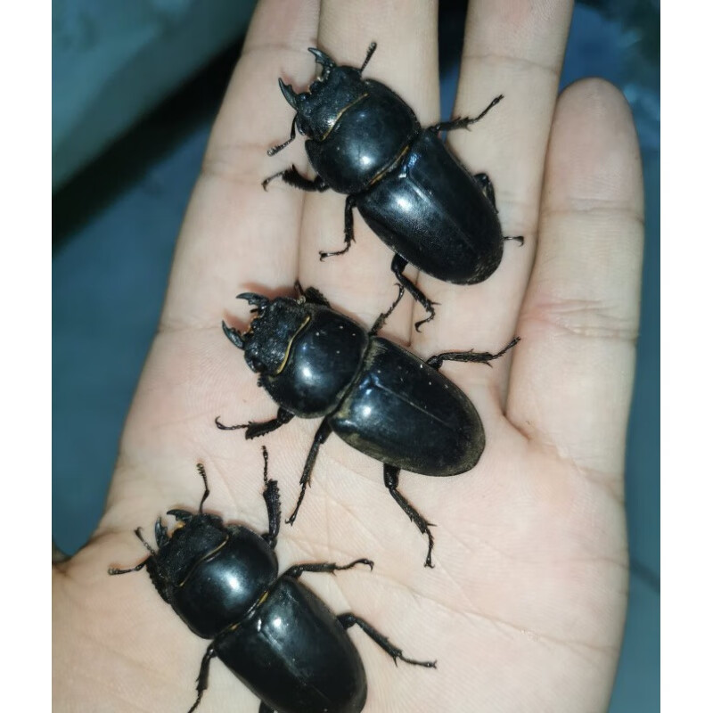 姬卉甲虫oo新手入门甲虫昆虫锹甲宠物中华大扁锹甲成虫包活 母虫(没有