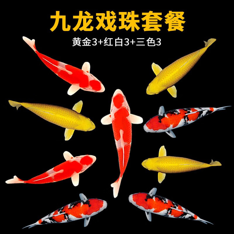 水族活体活动价格历史|水族活体价格历史