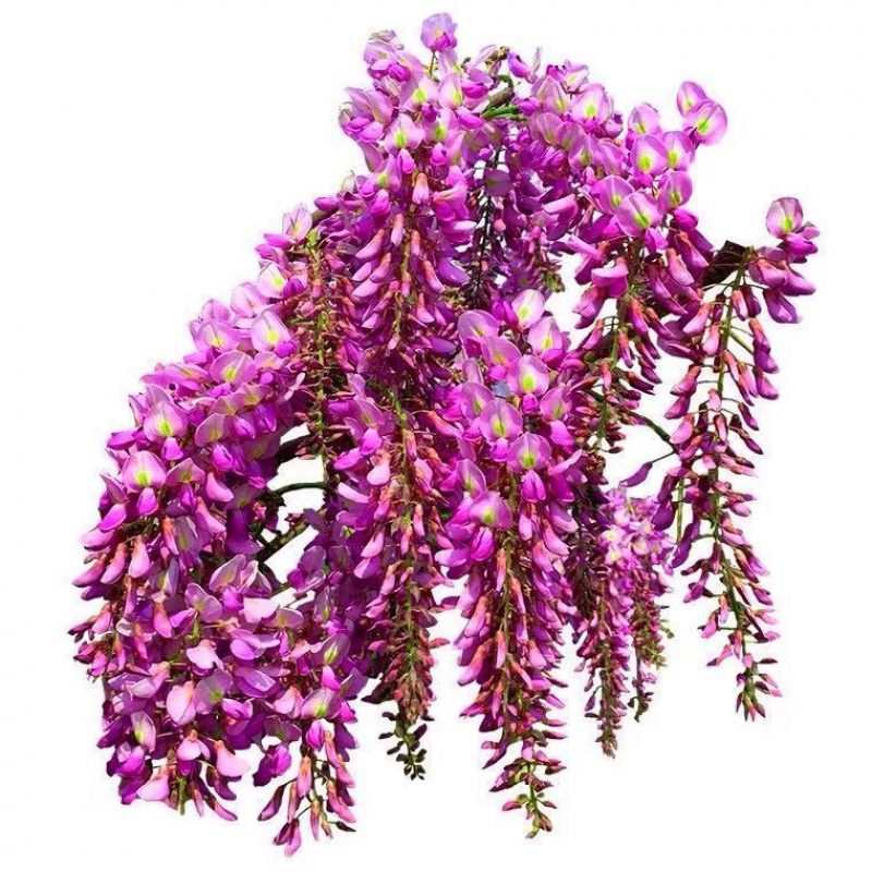 紫藤花树苗庭院树紫藤树苗日本多花紫藤花苗树苗爬藤花树苗盆栽地栽四