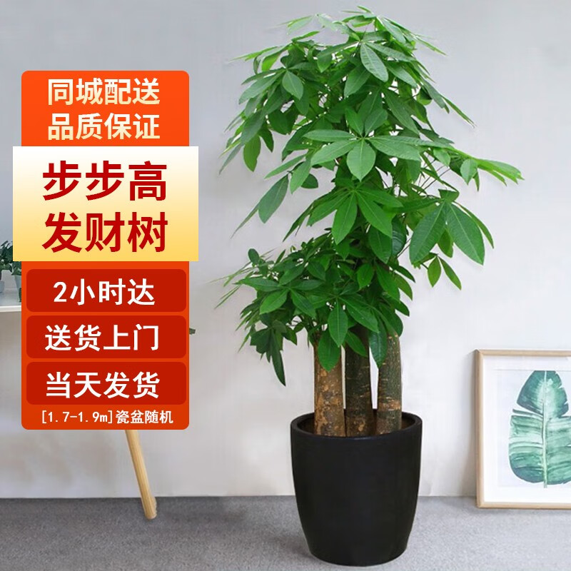 Only you【两小时达】步步高发财树盆栽植物室内大型植物客厅开业乔迁送礼 步步高发财树高性价比高么？