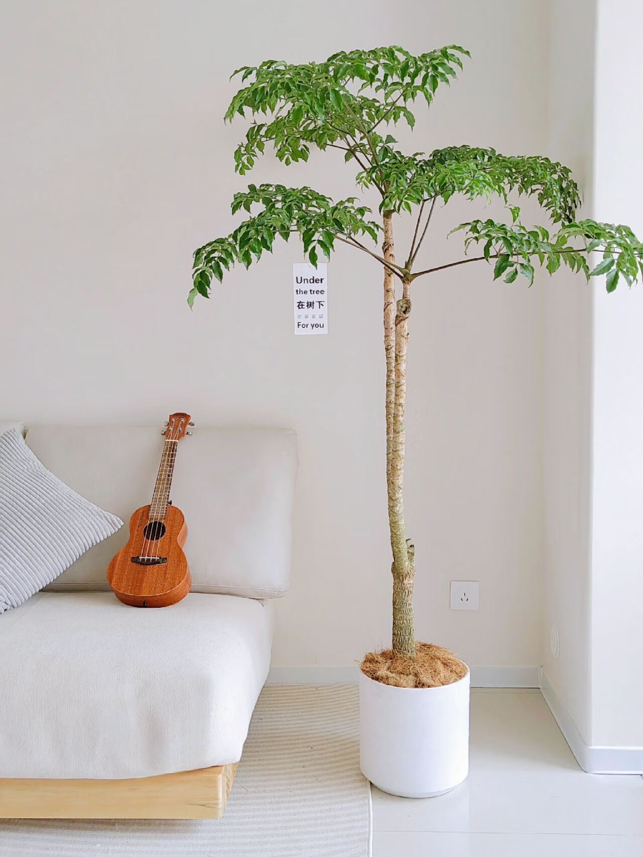 卉双幌伞枫富贵树幸福树室内客厅办公室庭院大型落地植物净化空气美观