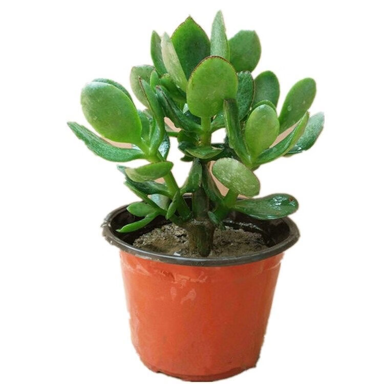 萌肉居玉树盆栽多肉小苗植物四季常青燕子掌花卉绿植/玉树苗 随机塑料