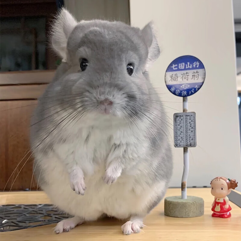 网红宠物龙猫活物活体幼崽宝宝可爱萌宠卷毛长毛标灰活体宠物 饲养