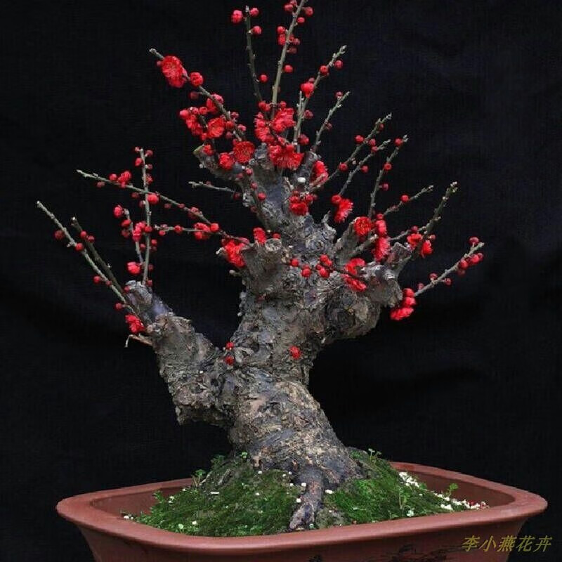 盆景 梅花树苗盆栽地栽树苗耐寒植物庭院阳台南北方种植当年开花 红梅