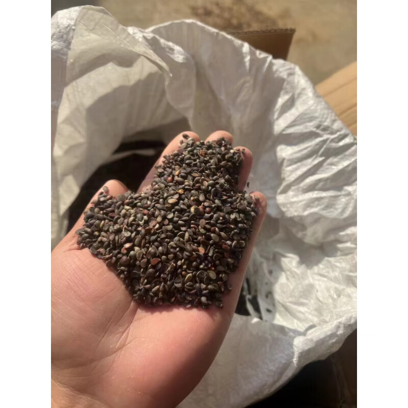 禾之润新采杜梨种子 杜梨种子 梨树种子 棠梨种子 海棠梨籽野生酸梨籽