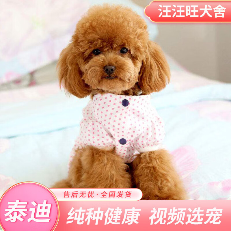 迈乐佳(maleejia)泰迪活体 幼犬 幼崽狗狗活体   灰色 泰迪纯种  联系