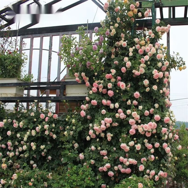 1.5米高大苗 藤本月季花粉龙苗大花浓香型庭院地栽盆栽爬藤蔷薇 粉龙 1.5米(大苗)