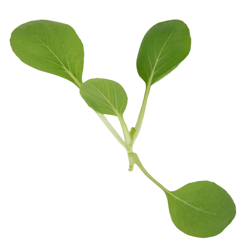 壽禾 20天雞毛菜種子四季小青菜秋冬季蔬菜小白菜油菜上海青陽臺菜籽 卓嫩雞毛菜種子60g約1.2萬粒