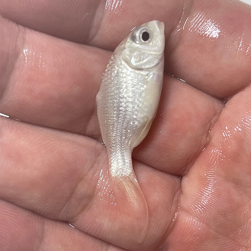 迎春鸟蝴蝶鲤观赏鱼活鱼大鳍长尾短身纯种球体红色贵妃冷水锦鲤鱼