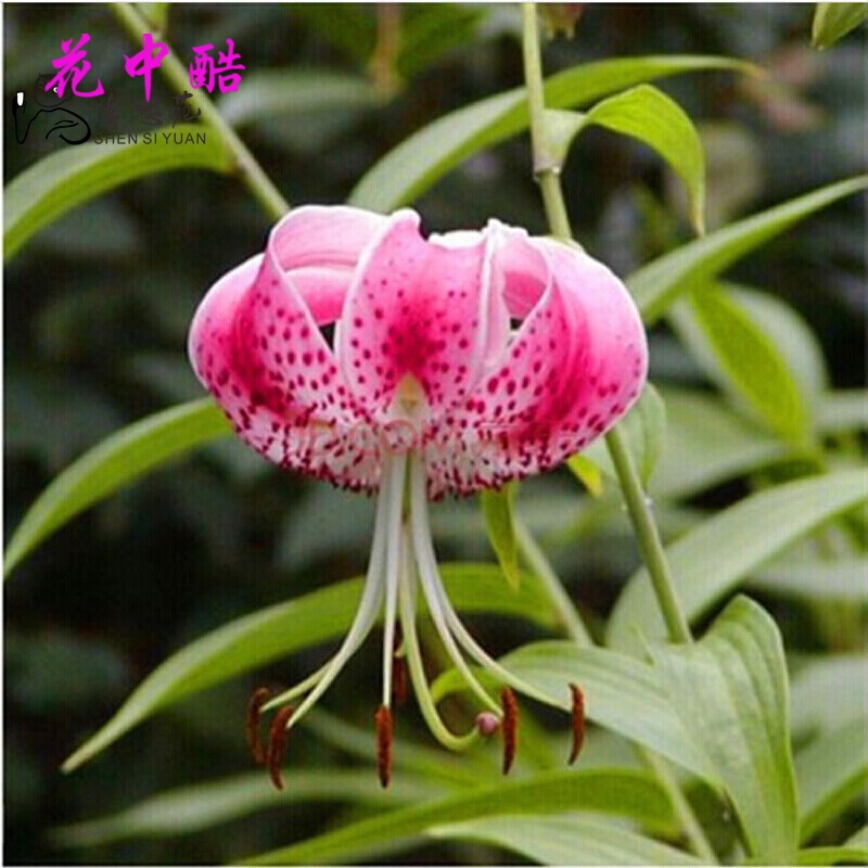 花中酷 香水百合种球百合花种子球根花卉植物盆栽绿植 卷丹