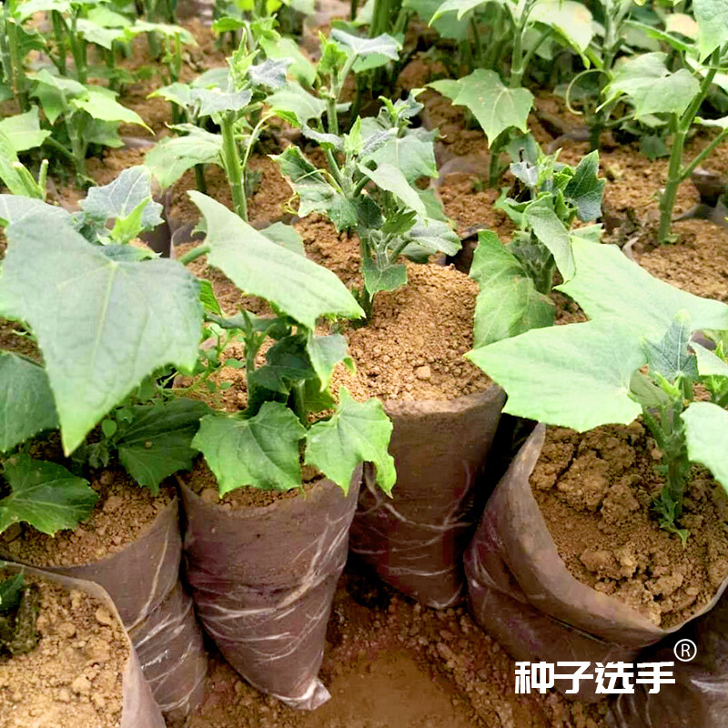 农之子 佛手瓜种苗种子蔬菜苗龙须菜种瓜苗子带土带芽 佛手瓜苗  2棵