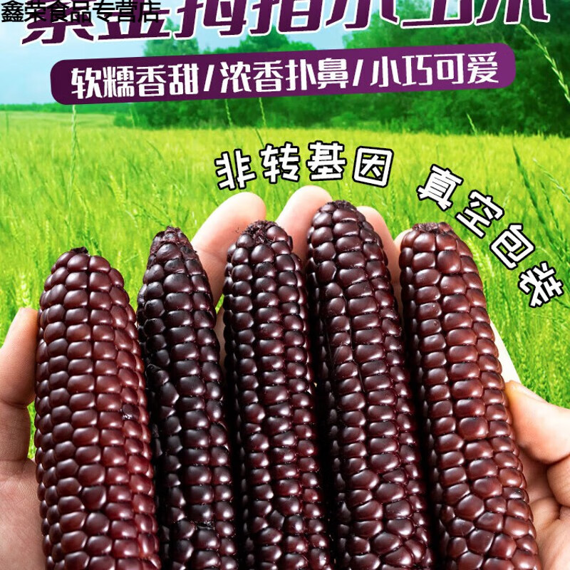 蜜叫5斤西双版纳紫香糯拇指小玉米云南特产新鲜甜糯儿童拇指玉米早餐