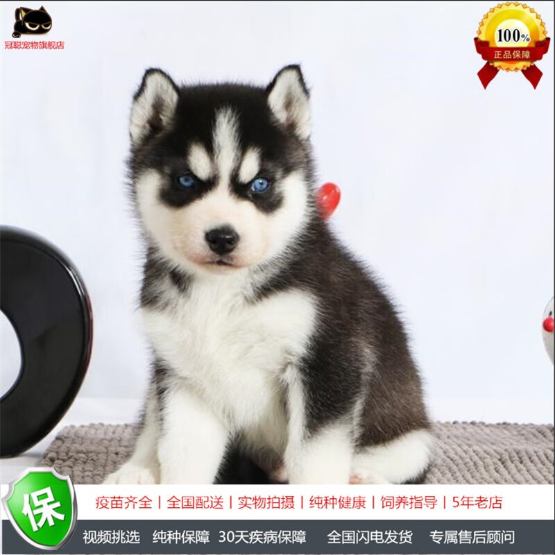 冠聪纯种哈士奇幼犬活体西伯利亚三火哈士奇犬活物蓝眼狼狗宠物哈士奇
