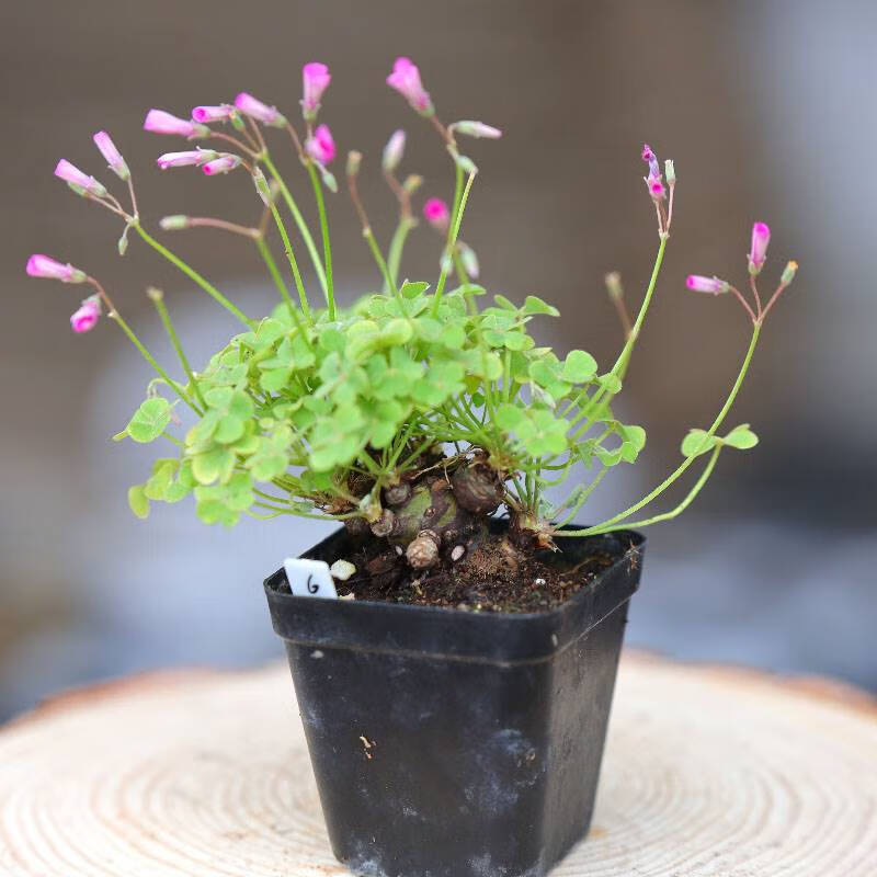 酢浆草老桩小盆景 花期特别长 好养易成活 三叶草小老桩2-3厘米,不含