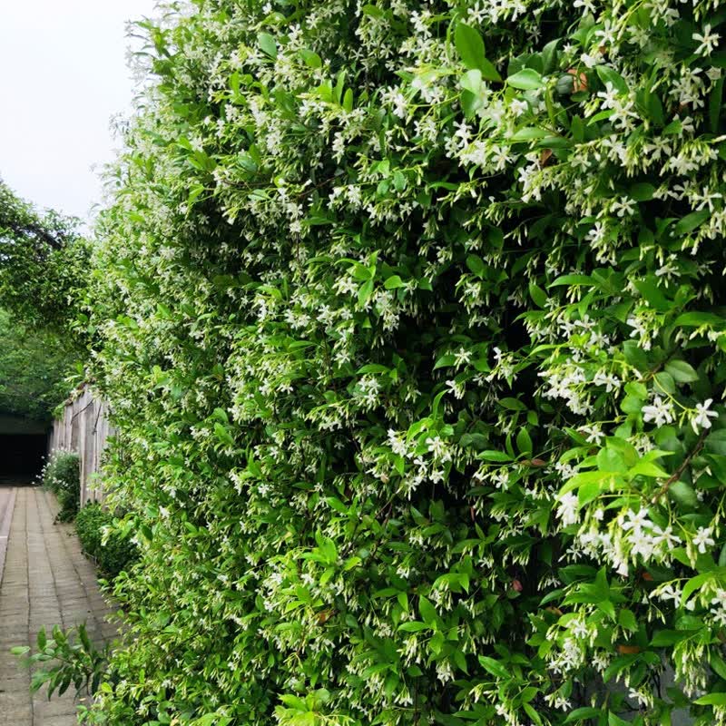 风车茉莉爬藤花卉植物络石藤苗庭院盆栽四季常青银丝茉莉藤蔓耐寒北方