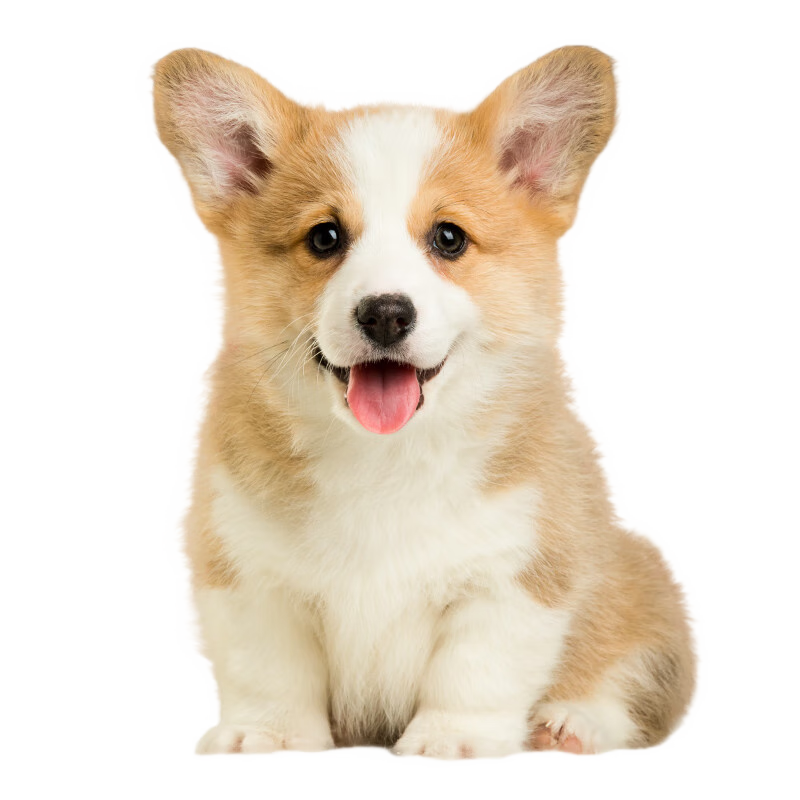 哼嘟(humdu)出售纯种柯基幼犬纯血统级活体宠物狗狗短腿英国威尔士两